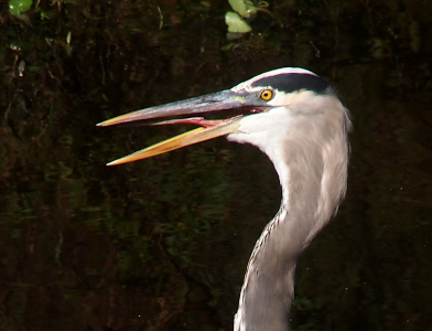 [Side view of the head of a heron facing left with its bill open and the pink tongue elevated above the lower bill. The tongue extends a little more than half the length of the bill. Top bill is mostly blue while the lower bill is yellow.]